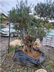 תמונה של גרדן ביוטי בדרך המלך