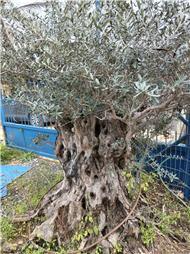 תמונה שצולמה להמחשת העבודות של גרדן ביוטי בדרך המלך תמונה של גרדן ביוטי בדרך המלך