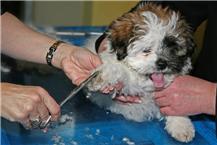 תמונה שצולמה להמחשת העבודות של ספא דוג - מספרה ניידת לכלבים - 2 מספרות לכלבים וחתולים