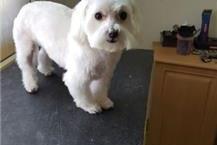 תמונה שצולמה להמחשת העבודות של הפי פט תספורת חתולים