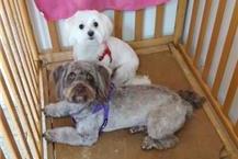 תמונה שצולמה להמחשת העבודות של הפי פט רחיצת כלבים