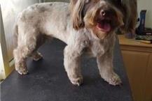 תמונה שצולמה להמחשת העבודות של הפי פט מספרות לכלבים וחתולים