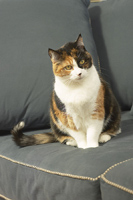 תמונה שצולמה להמחשת העבודות של מספרת כלבים וחתולים גריגורי רחיצת כלבים