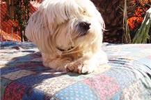 אילוף כלבים בבית