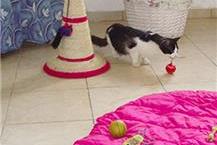 פנסיונים לכלבים וחתולים