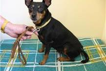 תמונה שצולמה להמחשת העבודות של ד"ר דויד קפלון מרפאה וטרינרית באריאל