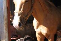 תמונה שצולמה להמחשת העבודות של ד"ר דויד קפלון ייעוץ תזונתי לבע"ח