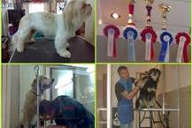 טיפולי טיפוח לכלבים 