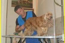 שטיפה של  כלבים