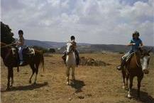 טיולי סוסים