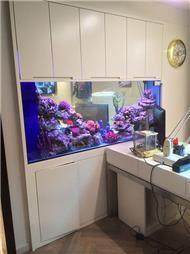 תמונה של ג'ימי תחזוקת אקווריומים