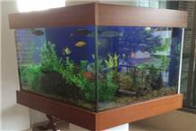 תמונה של ג'ימי תחזוקת אקווריומים