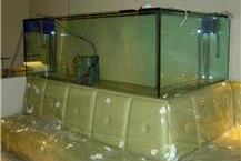 תמונה של ג'ימי תחזוקת אקווריומים