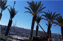 תמונה שצולמה להמחשת העבודות של ח'דר- כריתת וגיזום עצים תמונה של ח'דר- כריתת וגיזום עצים