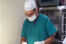 טיפולים אורתופדיים לחיות