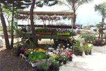 תמונה של המשתלה