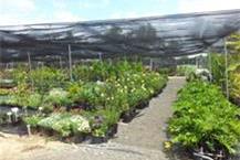 תמונה של המשתלה