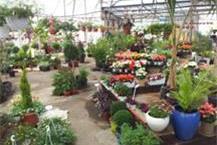 תמונה של המשתלה