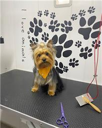 תמונה שצולמה להמחשת העבודות של המספריים של אורן - ציוד, מזון ומספרה לחיות תמונה של המספריים של אורן - ציוד, מזון ומספרה לחיות