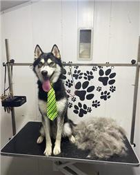 תמונה שצולמה להמחשת העבודות של המספריים של אורן - ציוד, מזון ומספרה לחיות תמונה של המספריים של אורן - ציוד, מזון ומספרה לחיות