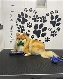 תמונה שצולמה להמחשת העבודות של המספריים של אורן - ציוד, מזון ומספרה לחיות תמונה של המספריים של אורן - ציוד, מזון ומספרה לחיות