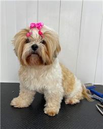 תמונה שצולמה להמחשת העבודות של המספריים של אורן - ציוד, מזון ומספרה לחיות תמונה של המספריים של אורן - ציוד, מזון ומספרה לחיות