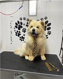 תמונה שצולמה להמחשת העבודות של המספריים של אורן - ציוד, מזון ומספרה לחיות תמונה של המספריים של אורן - ציוד, מזון ומספרה לחיות