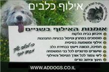 תמונה שצולמה להמחשת העבודות של אמנות האילוף בשניים - 3 תמונה של אמנות האילוף בשניים