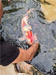 תמונה שצולמה להמחשת העבודות של אקווריום סנטר-אקווריומים והקמת בריכות נוי תמונה של אקווריום סנטר-אקווריומים והקמת בריכות נוי