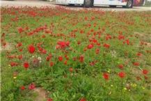 תמונה שצולמה להמחשת העבודות של דברת רעננה בע"מ ימי כיף