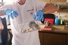 תמונה שצולמה להמחשת העבודות של הנטר הדברות הדברה ירוקה