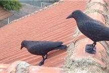 תמונה של אפרים הדברות - המומחים להדברת מזיקים והרחקת יונים בכרמיאל