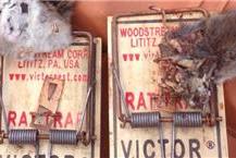 תמונה של אפרים הדברות - המומחים להדברת מזיקים והרחקת יונים בכרמיאל