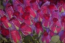 רשתות אריזה לפרחים