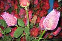 ייצור רשת לאריזת פקעות