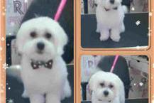 תמונה שצולמה להמחשת העבודות של איילה - ספרית כלבים ספרית מקצועית