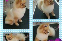 תמונה שצולמה להמחשת העבודות של איילה - ספרית כלבים מספרת כלבים