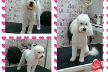 תמונה שצולמה להמחשת העבודות של איילה - ספרית כלבים תספורות גזע