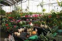 תמונה של משתלת עין המפרץ