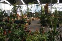 תמונה של משתלת עין המפרץ