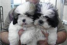 תמונה שצולמה להמחשת העבודות של מולי חיות מחמד בע"מ - 1 מספרת כלבים בראשון לציון