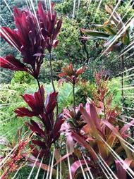 תמונה של בר גינון ואחזקות - שירותי גינון מקצועיים בחיפה