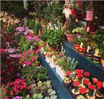 תמונה של פרחים במוריה