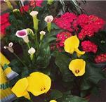 תמונה של פרחים במוריה