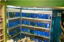 תמונה שצולמה להמחשת העבודות של אניפט מזון לתוכים ולבעלי כנף