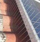 תמונה של גרינלנד הרחקת יונים והדברת מזיקים