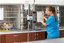 תמונה שצולמה להמחשת העבודות של catvet-בי"ח לחתולים ד"ר שרון רגב - 1 תמונה של catvet-בי"ח לחתולים ד"ר שרון רגב