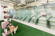 תמונה שצולמה להמחשת העבודות של catvet-בי"ח לחתולים ד"ר שרון רגב - 2 תמונה של catvet-בי"ח לחתולים ד"ר שרון רגב