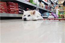 תמונה שצולמה להמחשת העבודות של אנימל דיל animal deal תמונה של אנימל דיל animal deal