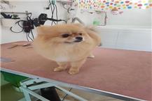 תמונה שצולמה להמחשת העבודות של אנימל דיל animal deal תמונה של אנימל דיל animal deal